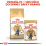 ROYAL CANIN British Shorthair Adult 2kg granule pre britské krátkosrsté mačky