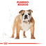 ROYAL CANIN Bulldog Adult granule pre dospelého buldoga 12 kg