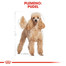 ROYAL CANIN Poodle Adult 1.5 kg granule pre dospelého pudla