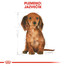 ROYAL CANIN Dachshund Puppy 1,5 kg granule pre šteňa jazvečíka
