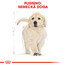 ROYAL CANIN Golden Retriever Puppy 3 kg granule pre šteňa zlatého retrievera