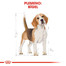 ROYAL CANIN Beagle adult 3 kg