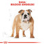 ROYAL CANIN French Bulldog Adult 3kg granule pre dospelého francúzskeho buldočka