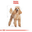 ROYAL CANIN Poodle Adult 500g granule pre dospelého pudla