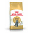 ROYAL CANIN British Shorthair Adult 4kg granule pre britské krátkosrsté mačky