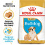 ROYAL CANIN Bulldog Puppy 12 kg granule pre šteňa buldoga