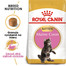 ROYAL CANIN Maine Coon Kitten 2 x 10kg granule pre mainské mývalie mačiatka